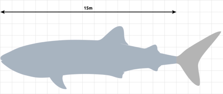 鯨鯊尺寸
