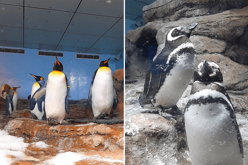 XPARK水族館企鵝照片