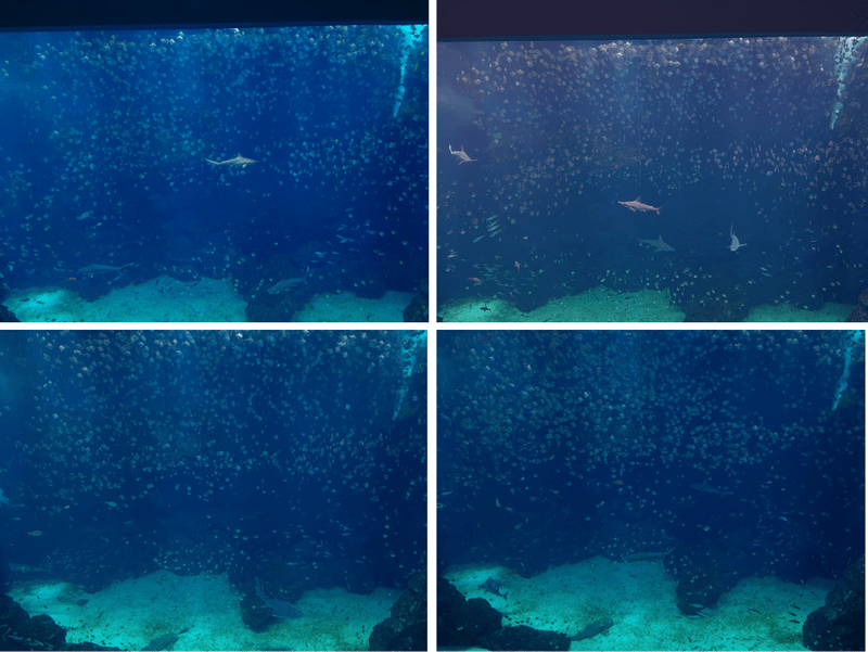 XPARK水族館最大魚缸照片
有鯊魚昌魚無數小魚