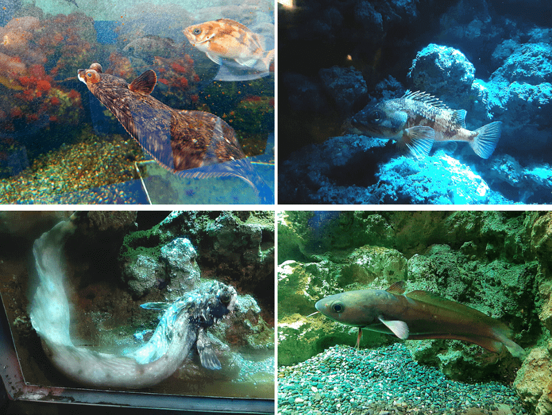 XPARK水族館深海魚照片