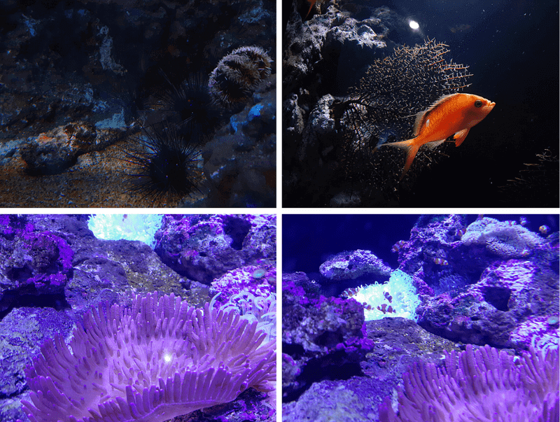 XPARK水族館珊瑚、海膽、魚照片