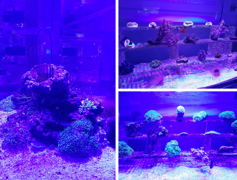 XPARK水族館珊瑚照片