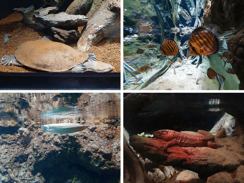 XPARK水族館鱉、魚、科摩多龍照片